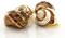 Hermit Crab Shells Flawed 2"-2.5" Turbo Shell 4 Pack- 2 Brown 2 Banded Imperfect Shells
